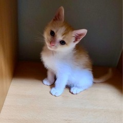 ②白茶(仮名　チャイ)　男の子