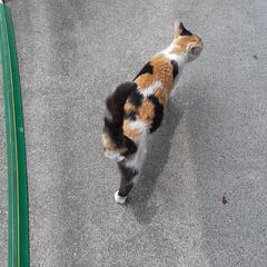 【急募】至急！助けてください！ - 猫