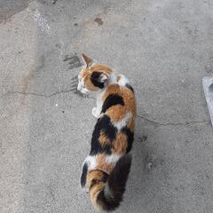 【急募】至急！助けてください！ − 滋賀県