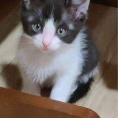 ③ハチワレ (仮名　ハチ)　男の子