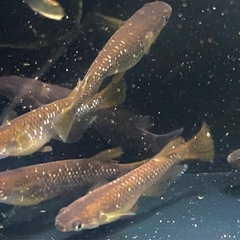 オランジェ　稚魚〜若魚　メダカ　の画像