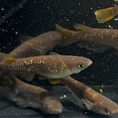 オランジェ　稚魚〜若魚　メダカ　