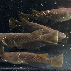 オランジェ　稚魚〜若魚　メダカ　の画像