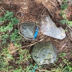 庭石の画像