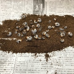 予約開始❗️赤眼赤カブトムシ幼虫の画像