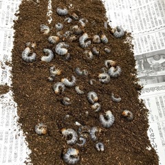 予約開始❗️赤眼赤カブトムシ幼虫の画像