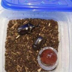 １、カブトムシ　オスとメス　ペアの画像