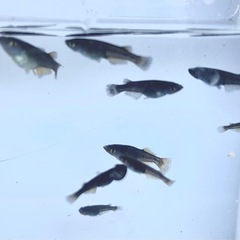 オランジェ　稚魚〜若魚　メダカ　の画像