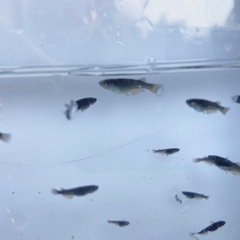 オランジェ　稚魚〜若魚　メダカ　の画像