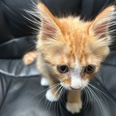 保護猫　推定２ヶ月半　オス