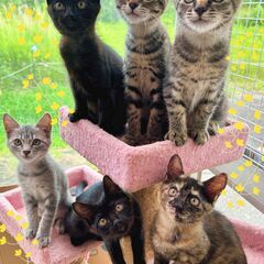 鍵しっぽの子猫の里親募集