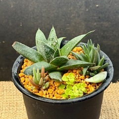 夏の✨　多肉植物  ✨ 盛り合わせ✨      