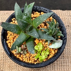 夏✨　多肉植物  ✨ 盛り合わせ✨涼）      の画像