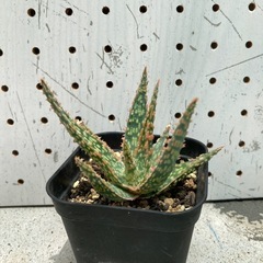 アロエ実生苗①の画像