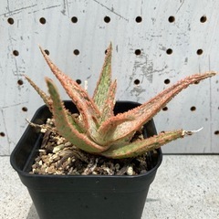 アロエ実生苗②の画像