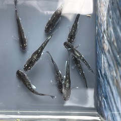 メダカ(ミッドナイトフリル) 7匹の画像