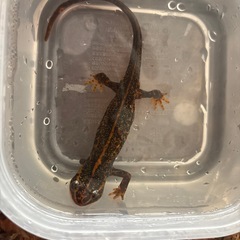 アマミシリケンイモリの画像