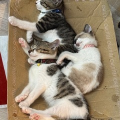 1歳の男の子、4月末生まれの子猫3匹です - 流山市