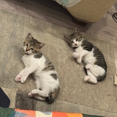 1歳の男の子、4月末生まれの子猫3匹です − 千葉県
