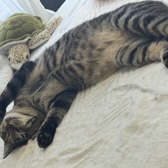 1歳の男の子、4月末生まれの子猫3匹です