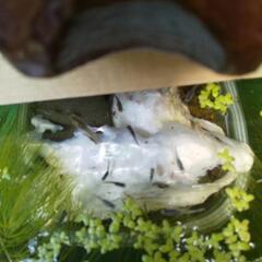 メダカ稚魚の画像
