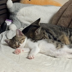 1歳の男の子、4月末生まれの子猫3匹です - 里親募集