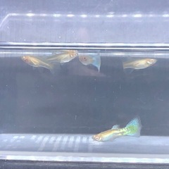 RREAブルーグラスグッピー3ペア (1名限定)の画像