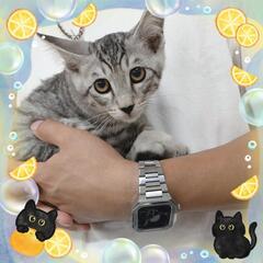 7月5日保護にゃん 譲渡会🐾in大江コミセン