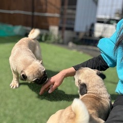 ワンコのブリーダー　bliss ブリスです。