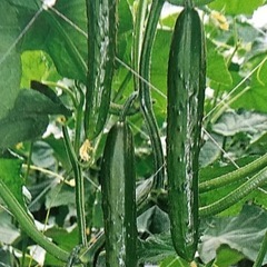 無農薬　夏野菜色々