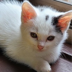 ①白ブチ(仮名　白君)　男のこ