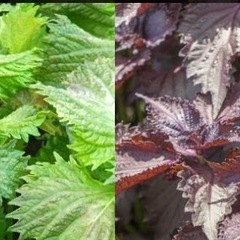 無農薬　夏野菜色々　10月までの画像