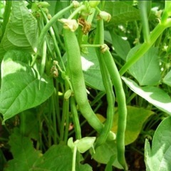 無農薬　夏野菜色々　10月までの画像