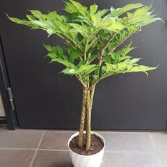 レア 3 コンニャク芋　鉢植え　5号　観葉植物　あかぎ　珍奇植物の画像