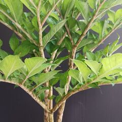 レア 3 コンニャク芋　鉢植え　5号　観葉植物　あかぎ　珍奇植物の画像