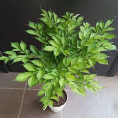 レア 3 コンニャク芋　鉢植え　5号　観葉植物　あかぎ　珍奇植物