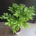 ランキングキーワードに紐づく投稿画像-観葉植物