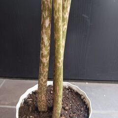 レア 3 コンニャク芋　鉢植え　5号　観葉植物　あかぎ　珍奇植物の画像