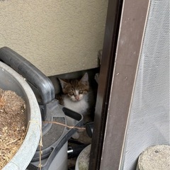代理投稿　子猫保護しています