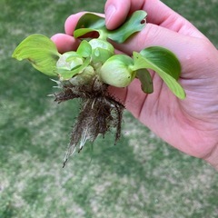 ホテイ草
の画像