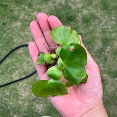 ホテイ草
の画像
