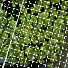 ホテイ草
の画像