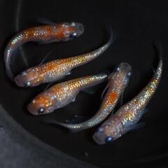 王華 メダカの卵 20個＋α(保証分) めだか たまご 紅白メダカ ラメの画像