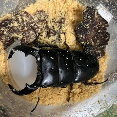 ダイオウヒラタクワガタ ♂単体の画像