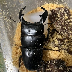 ダイオウヒラタクワガタ ♂単体