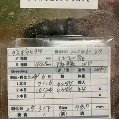 ダイオウヒラタクワガタ ♂単体の画像
