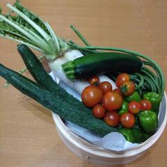 採れたて野菜6種類セットの画像