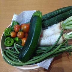 採れたて野菜6種類セットの画像