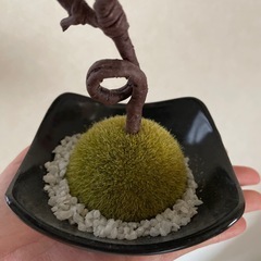 松の置物の画像