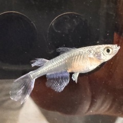 🐟【蒼穹メダカ】5匹セット🐟